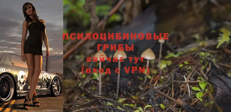 Псилоцибиновые грибы MAGIC MUSHROOMS Татарск